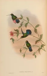 Dorifera veraguensis